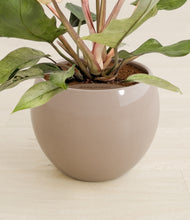 Load image into Gallery viewer, Desert Brown stand:all
