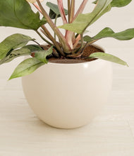 Load image into Gallery viewer, Shiny EggWhite stand:all

