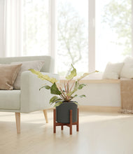 Load image into Gallery viewer, Dark Olive stand:walnut
