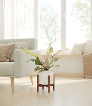 Load image into Gallery viewer, White stand:walnut
