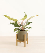 Load image into Gallery viewer, Olive stand:bamboo
