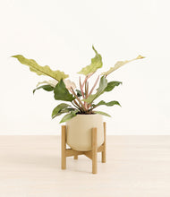 Load image into Gallery viewer, Almond Green stand:bamboo
