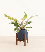 Load image into Gallery viewer, Deep Navy stand:walnut
