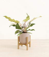 Load image into Gallery viewer, Eternal Gray stand:bamboo
