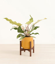 Load image into Gallery viewer, Mustard stand:walnut
