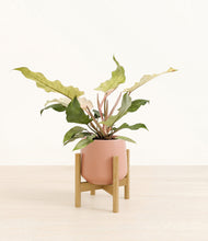 Load image into Gallery viewer, Calm Rose stand:bamboo

