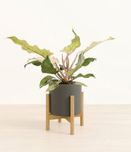 Load image into Gallery viewer, Dark Olive stand:bamboo
