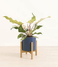 Load image into Gallery viewer, Deep Navy stand:bamboo
