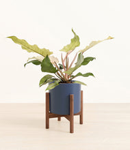 Load image into Gallery viewer, Deep Navy stand:walnut
