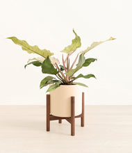 Load image into Gallery viewer, Cream stand:walnut
