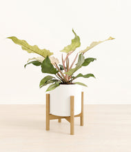 Load image into Gallery viewer, White stand:bamboo
