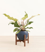 Load image into Gallery viewer, Deep Navy stand:walnut
