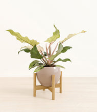 Load image into Gallery viewer, Desert Brown stand:bamboo
