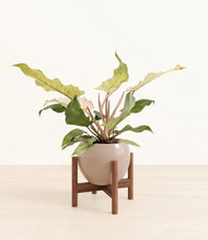 Load image into Gallery viewer, Desert Brown stand:walnut
