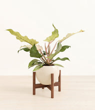 Load image into Gallery viewer, Shiny EggWhite stand:walnut

