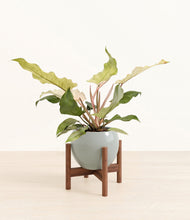 Load image into Gallery viewer, Deep Ocean stand:walnut
