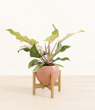 Load image into Gallery viewer, Calm Rose stand:bamboo
