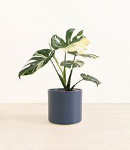 Load image into Gallery viewer, Deep Navy*****Profile
