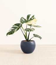 Load image into Gallery viewer, Deep Navy*****Profile
