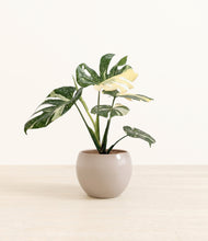 Load image into Gallery viewer, Desert Brown*****Profile
