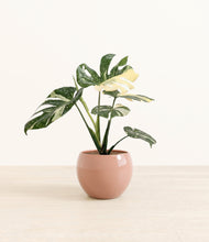 Load image into Gallery viewer, Calm Rose*****Profile
