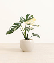 Load image into Gallery viewer, Shiny EggWhite*****Profile
