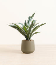 Load image into Gallery viewer, Olive*****Profile

