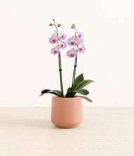 Load image into Gallery viewer, Calm Rose*****Profile
