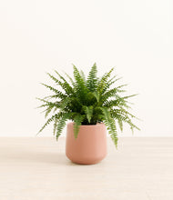 Load image into Gallery viewer, Calm Rose*****Profile
