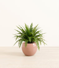 Load image into Gallery viewer, Calm Rose*****Profile
