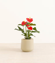 Load image into Gallery viewer, Almond Green*****Profile
