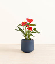 Load image into Gallery viewer, Deep Navy*****Profile
