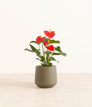 Load image into Gallery viewer, Olive*****Profile
