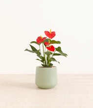 Load image into Gallery viewer, Turquoise*****Profile
