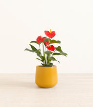Load image into Gallery viewer, Mustard*****Profile
