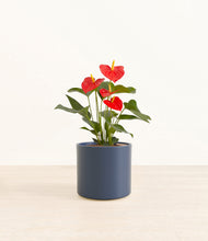 Load image into Gallery viewer, Deep Navy*****Profile
