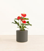 Load image into Gallery viewer, Dark Olive*****Profile
