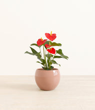 Load image into Gallery viewer, Calm Rose*****Profile
