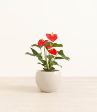 Load image into Gallery viewer, Shiny EggWhite*****Profile
