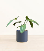 Load image into Gallery viewer, Deep Navy*****Profile

