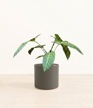 Load image into Gallery viewer, Dark Olive*****Profile
