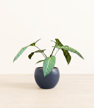 Load image into Gallery viewer, Deep Navy*****Profile
