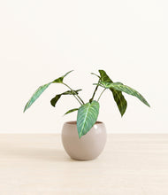 Load image into Gallery viewer, Desert Brown*****Profile
