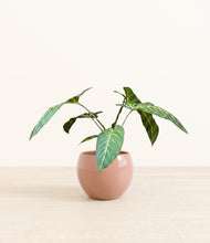 Load image into Gallery viewer, Calm Rose*****Profile
