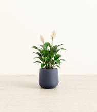 Load image into Gallery viewer, Deep Navy*****Profile
