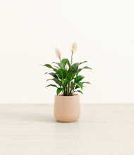 Load image into Gallery viewer, Gentle Pink*****Profile
