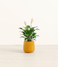 Load image into Gallery viewer, Mustard*****Profile
