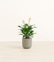 Load image into Gallery viewer, Sage Green*****Profile
