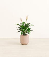Load image into Gallery viewer, Sandy Pink*****Profile
