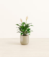 Load image into Gallery viewer, Sage Green*****Profile
